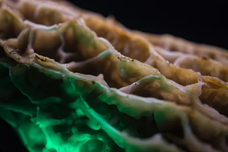 Mycelium and Modular: The Basement Scientists and Sound Artists Growing Music From the Ground Up